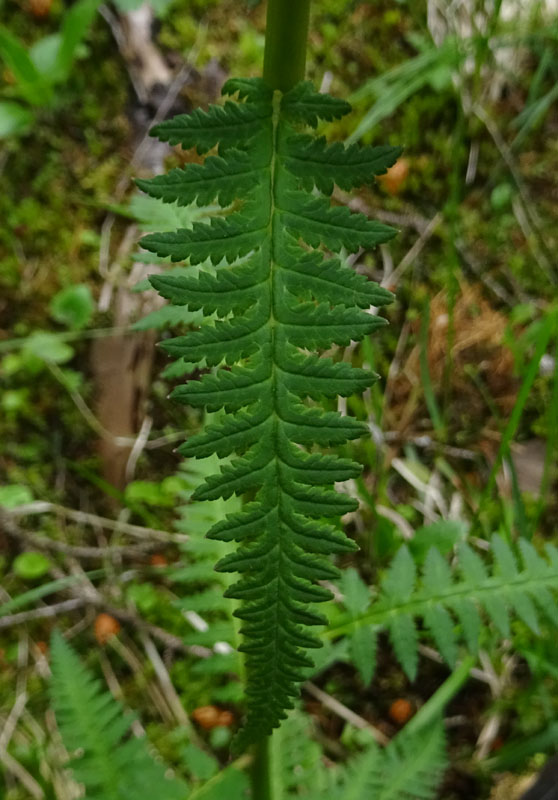 Pedicularis recutita (Orobanchaceae)